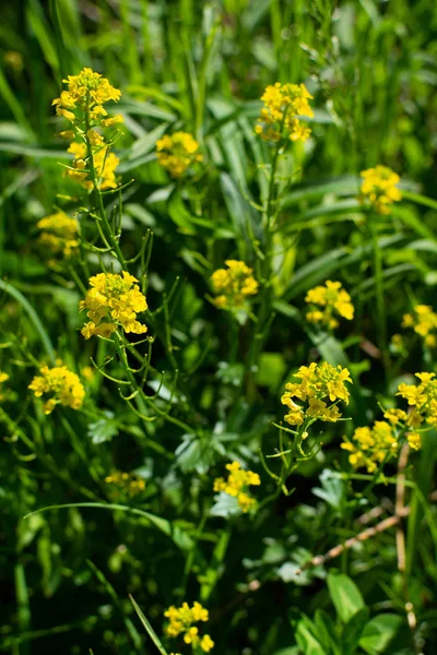 Vegetação de primavera — Fotografia de Stock