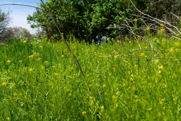 Vegetazione primaverile — Foto Stock