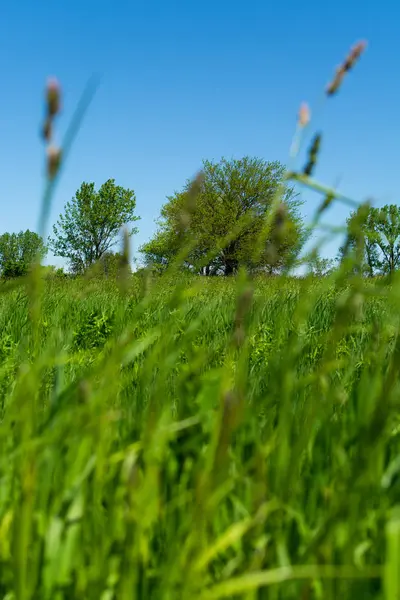 Hierba de primavera — Foto de Stock