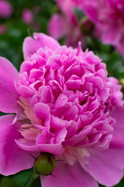 pembe bahçe çiçekleri