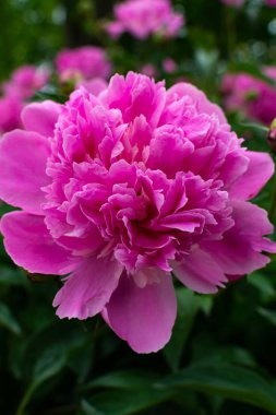 pembe bahçe çiçekleri