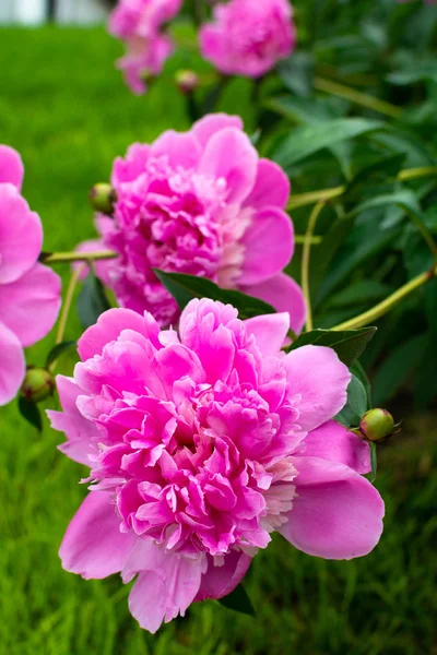 pembe bahçe çiçekleri