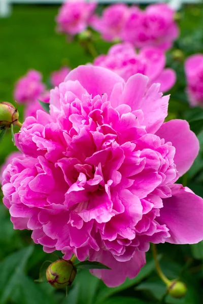 pembe bahçe çiçekleri