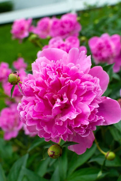 pembe bahçe çiçekleri