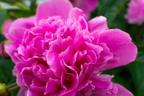 pembe bahçe çiçekleri