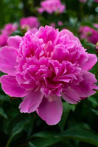 pembe bahçe çiçekleri