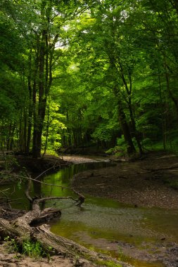 Illinois Kanyon bahar