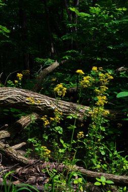 Bahar kır çiçekleri
