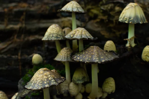 Cogumelos selvagens no tronco — Fotografia de Stock