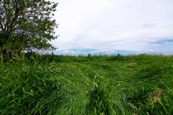 Camas de ciervos —  Fotos de Stock