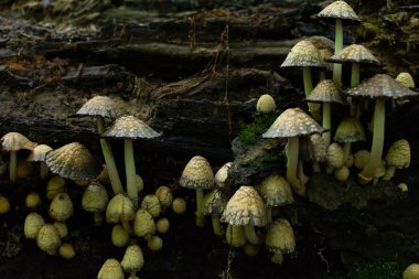 Günlükteki yabani mantarlar