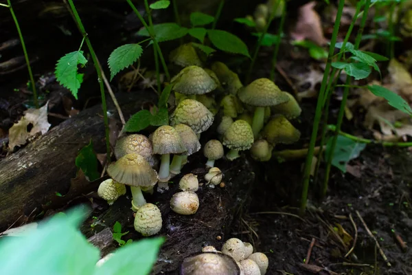 Wild mushrooms in Starved Rock