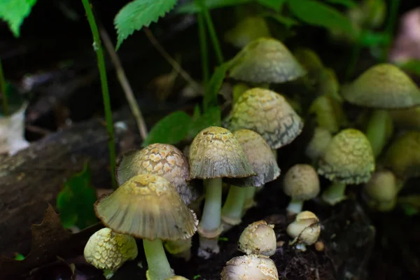 Wilde paddestoelen in uitgehongerd Rock — Stockfoto