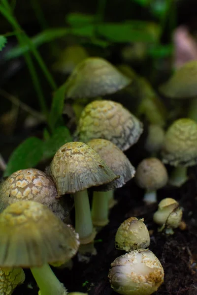 Funghi selvatici nella roccia affamata — Foto Stock