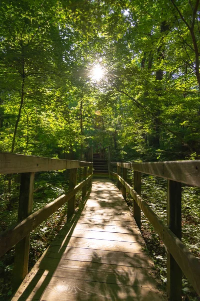 Pasarela de madera iluminada por el sol — Foto de Stock