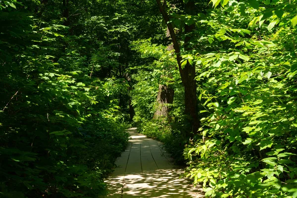 La végétation printanière le long du sentier — Photo