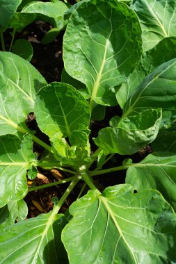 Brussel Kaplıcaları