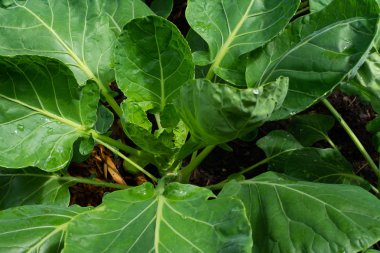 Brussel Kaplıcaları