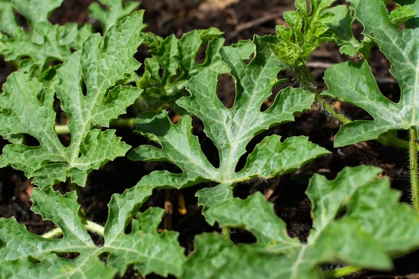 Watermelon plant — Stock Photo, Image