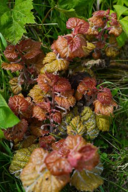 Taze Bahar bitki örtüsü