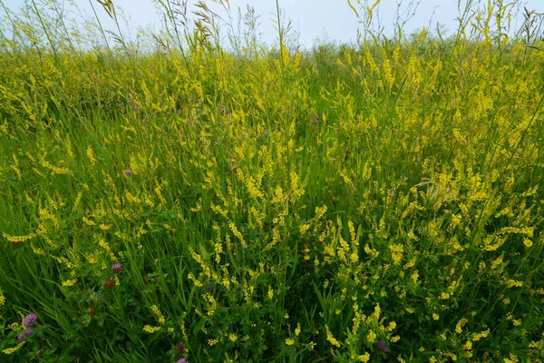 Fiordaliso di primavera fresco — Foto Stock