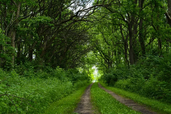 Wauponsee gletschertrai — Stockfoto