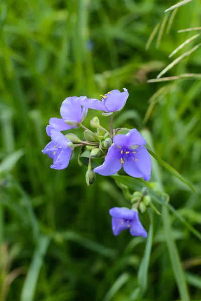 Färsk vår Wildflower — Stockfoto