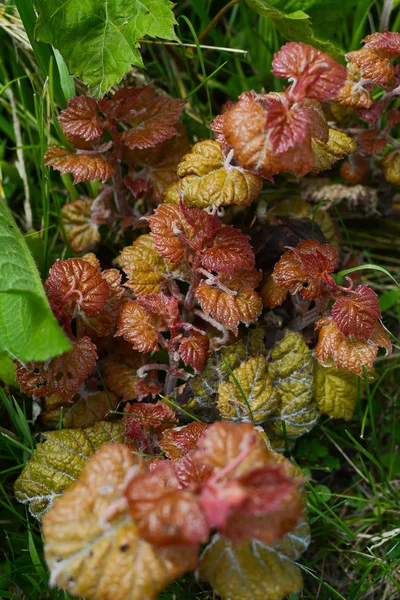 Frische Frühlingsvegetation — Stockfoto