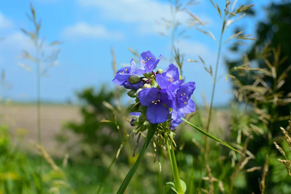 Färsk vår Wildflower — Stockfoto