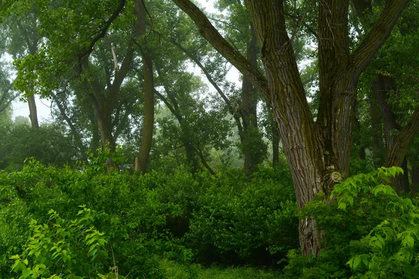 Woods in Midewin — Stock Photo, Image