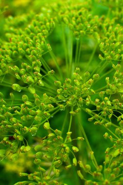 Bahar kır çiçekleri