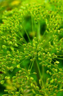 Bahar kır çiçekleri