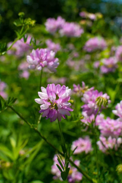 Flores silvestres rosadas — Foto de Stock