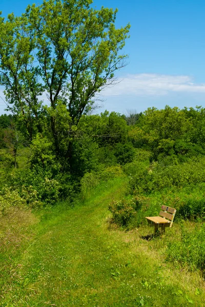 Summer landscape — Stock Photo, Image