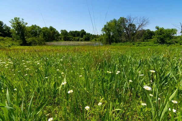 Sommerlandschaft — Stockfoto