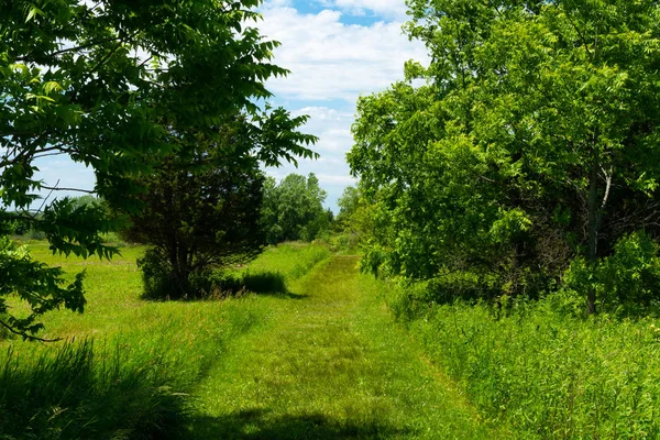 Sommarlandskap — Stockfoto