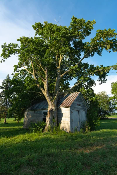 Barracão de madeira e árvore — Fotografia de Stock