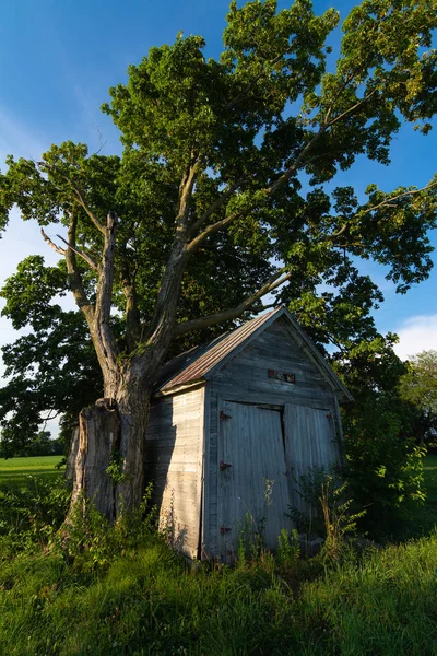 Holzschuppen und Baum — Stockfoto