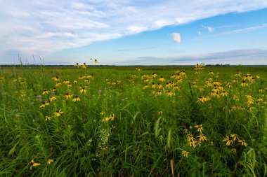 Pinnate Prairie Koneflowers