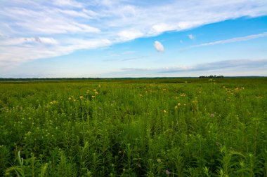 Güzel bir serin sabah Dixon Waterfowl Refuge yaz bitki örtüsü. Putnam County, Illinois, ABD