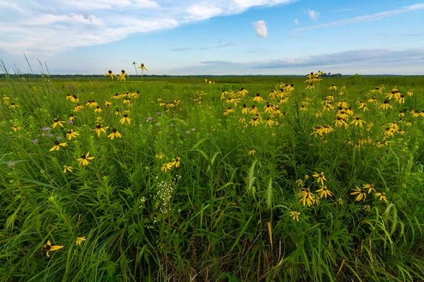 Erba Pinnata Coneflowers — Foto Stock