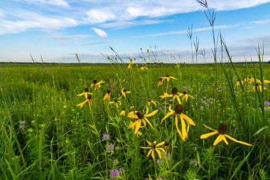 Pinnate Prairie Koneflowers