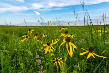 Pinnate Prairie Koneflowers