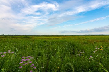 Güzel bir serin sabah Dixon Waterfowl Refuge yaz bitki örtüsü. Putnam County, Illinois, ABD