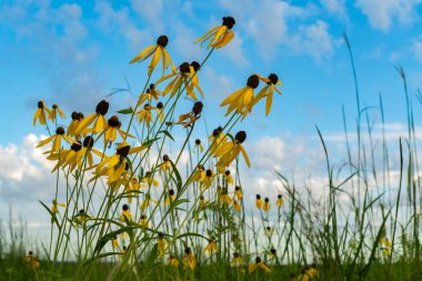 Pinnate Prairie Koneflowers