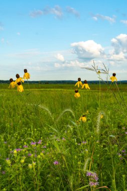 Pinnate Prairie Koneflowers