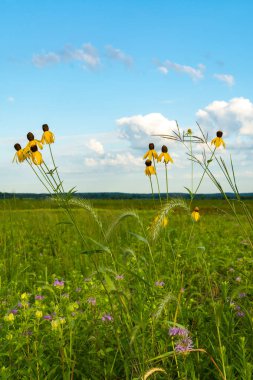 Pinnate Prairie Koneflowers