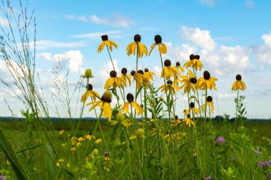 Pinnate Prairie Koneflowers