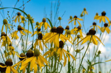 Pinnate Prairie Koneflowers