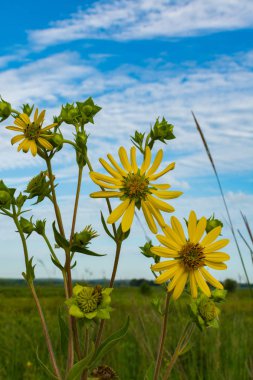 Sarı pusula bitki çiçekler